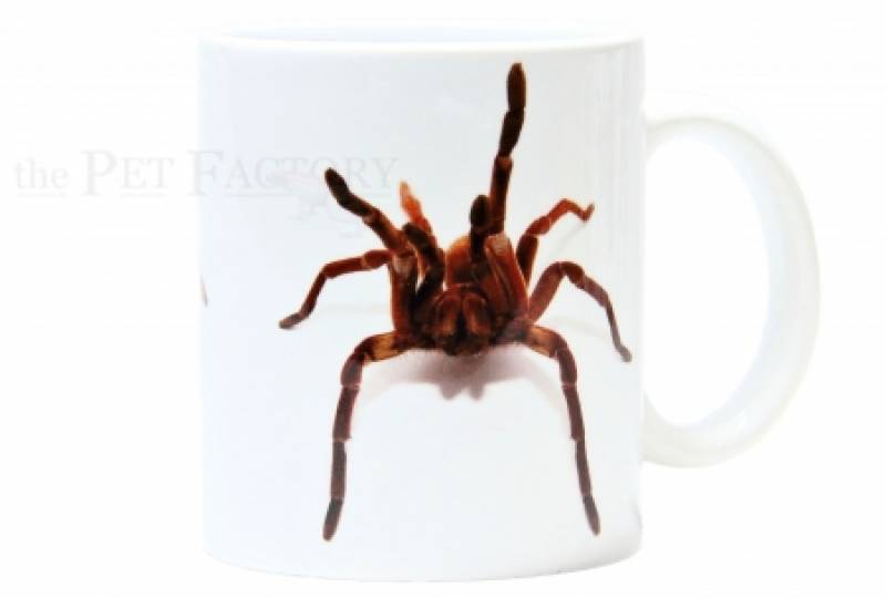 Kaffeebecher "Theraphosa"